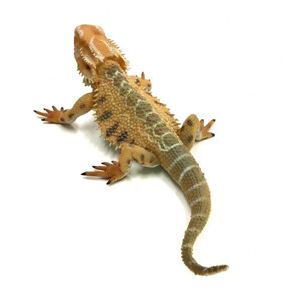 コレクタ／COLLECTA 88567 フトアゴヒゲトカゲ 動物フィギュア :57565:動物フィギュアの箱庭 - Hakoniwa 57565 1