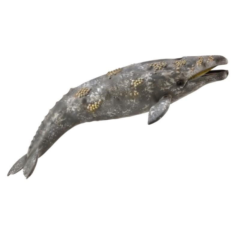 429円 安い割引 コレクタ Collecta 6 コククジラ 動物フィギュア