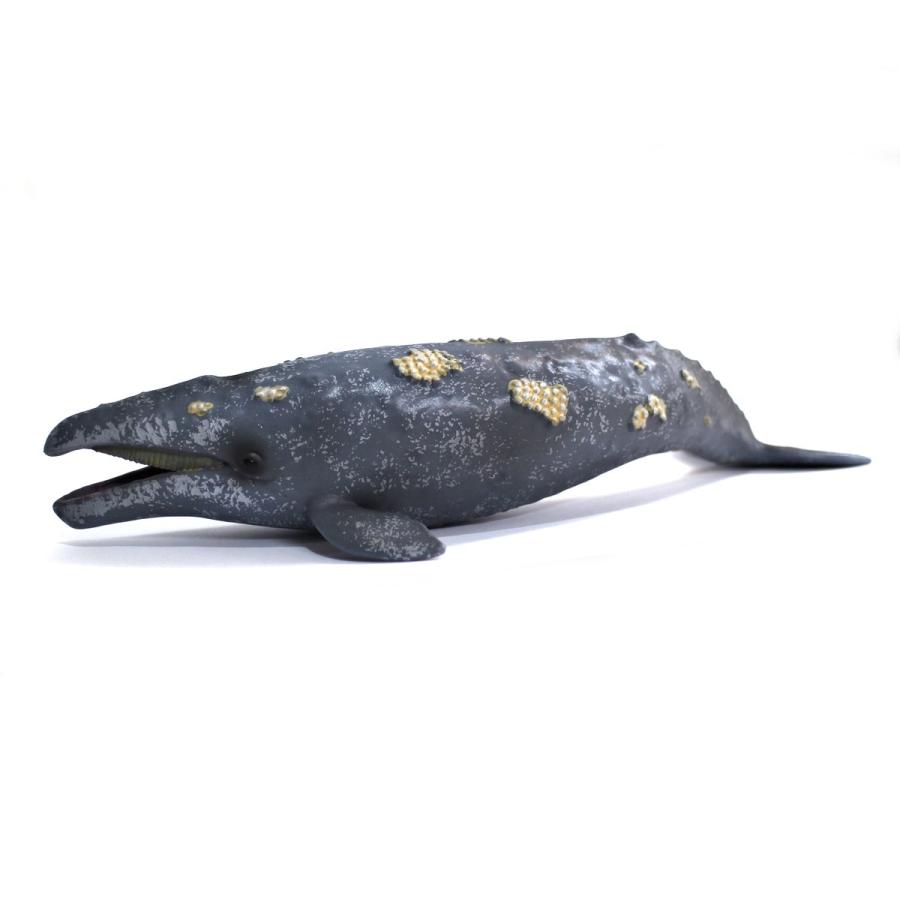 コレクタ／COLLECTA 88836 コククジラ 動物フィギュア : 動物