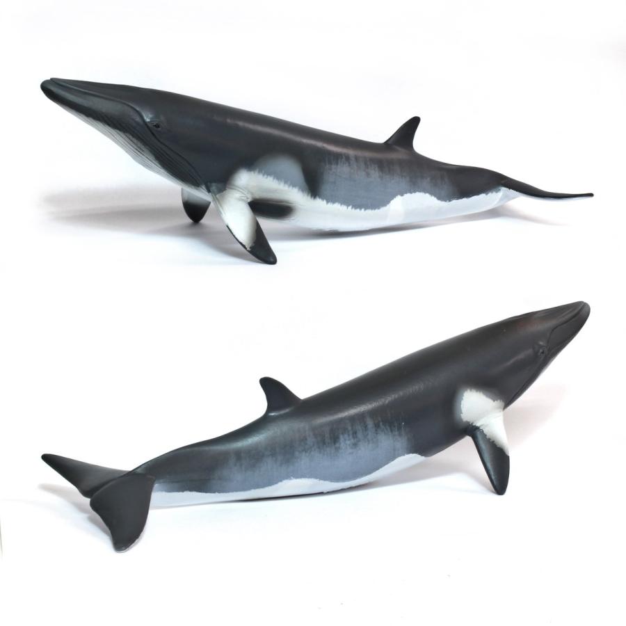 Images Of ミンククジラ Japaneseclass Jp