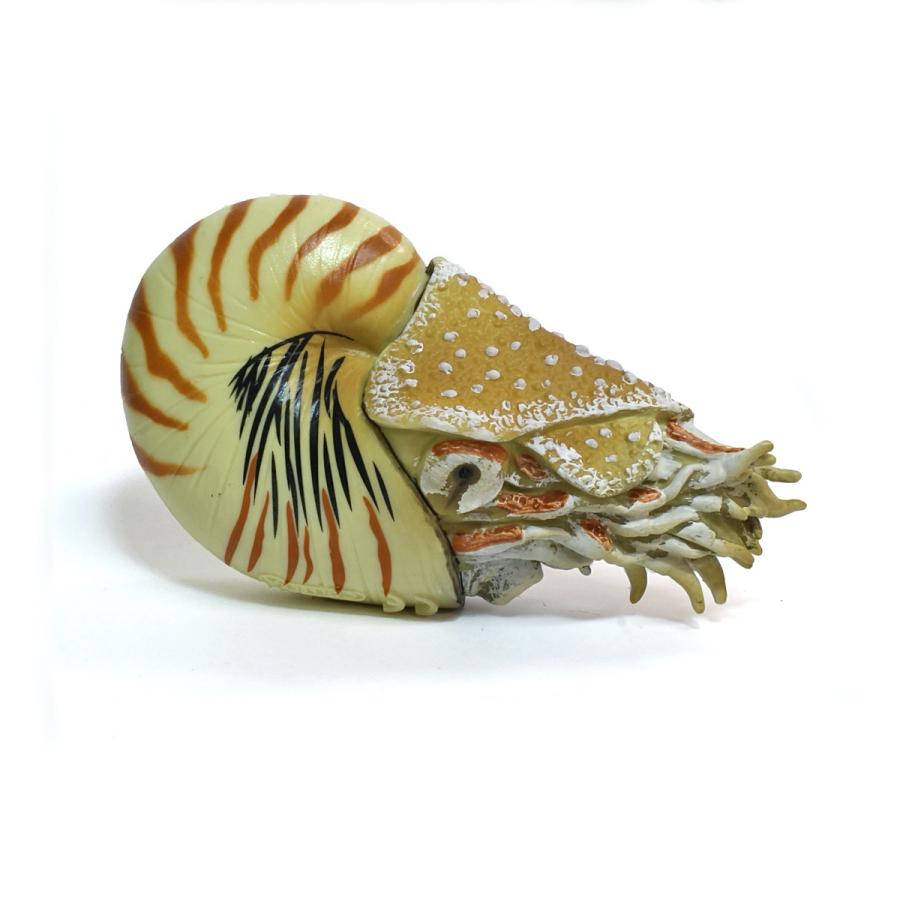 コレクタ 古生代生物フィギュア 88907 オウムガイ Collecta : 動物