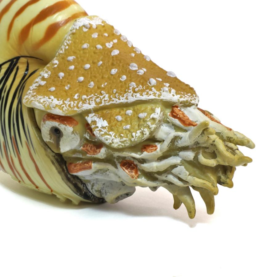 コレクタ 古生代生物フィギュア 88907 オウムガイ Collecta : 動物