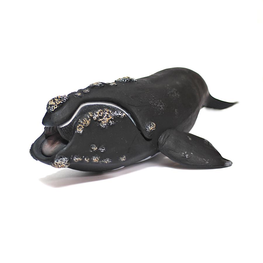 Collecta 88740 セミクジラ 動物フィギュア : 動物フィギュアの箱庭