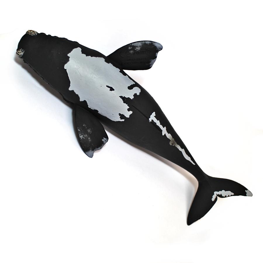 動物　フィギュア Collecta 88740 セミクジラ 動物フィギュア : 動物フィギュアの箱庭
