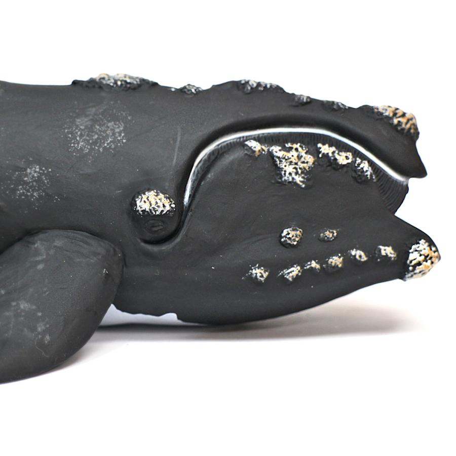 Collecta 88740 セミクジラ 動物フィギュア : 動物フィギュアの箱庭