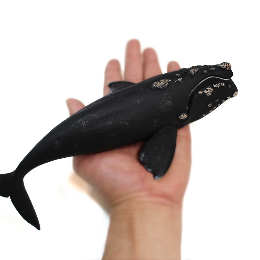 Collecta 88740 セミクジラ 動物フィギュア : 動物フィギュアの箱庭