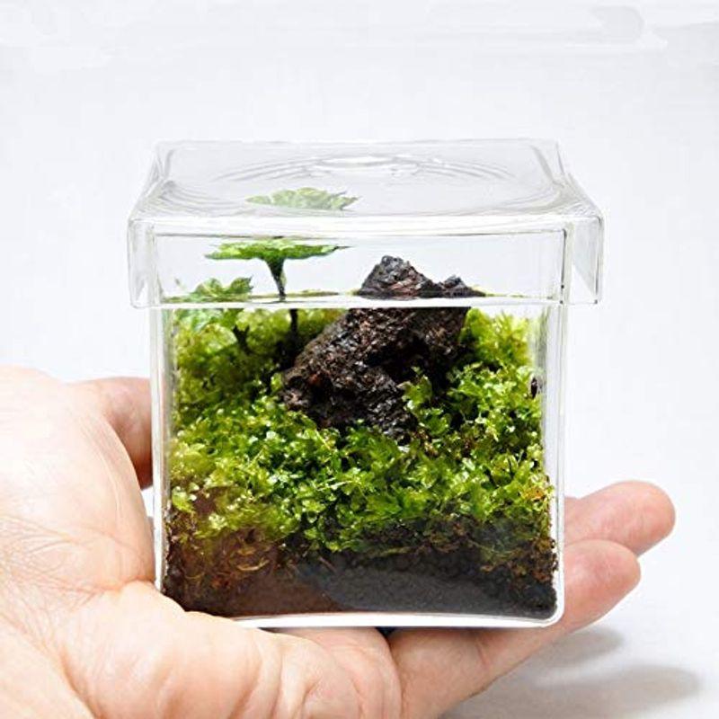 オープニング 大放出セール コケリウム コケのインテリア 完成品 こけむす溶岩 コケリウム 生花 Www Inzamamulhaq Com
