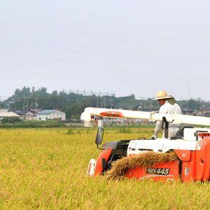 コシヒカリ 新米 令和6年 鳥取県産 日置米 10kg 白米or玄米選択 コシヒカリ 新米 令和6年 鳥取県産 日置米 10kg 白米or玄米選択