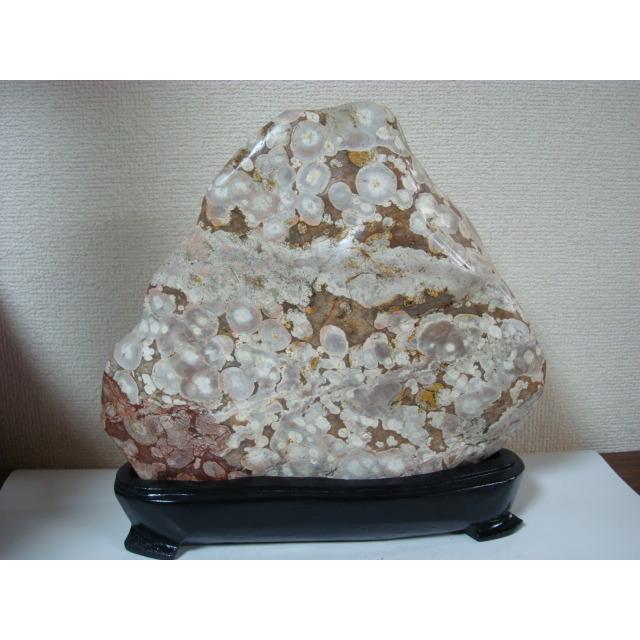 越前紋石21 : 白山紋石庵 - 通販 - Yahoo!ショッピング