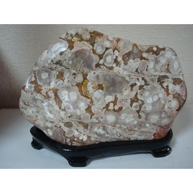 越前紋石14 : 白山紋石庵 - 通販 - Yahoo!ショッピング