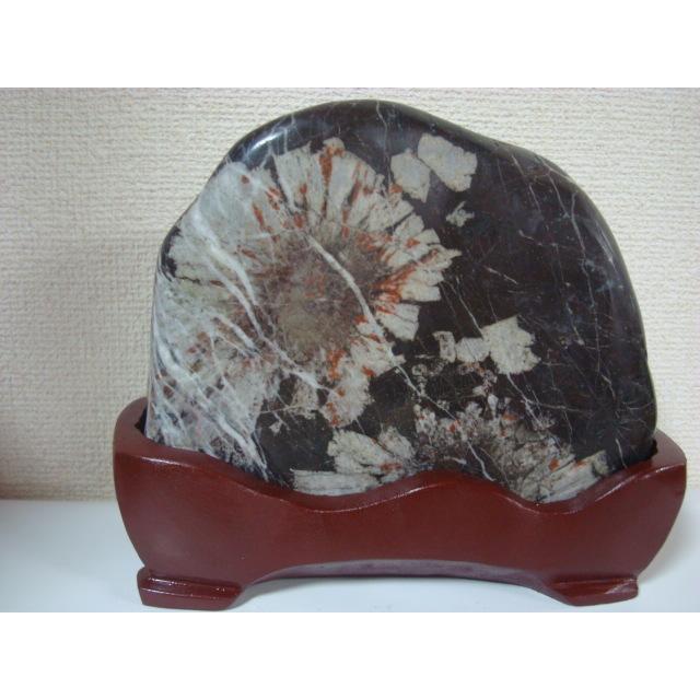 菊花石　根尾谷　鑑賞石 水石・鑑賞石☆ 根尾谷菊花石 小品7 ☆黒地に可憐な菊の花。