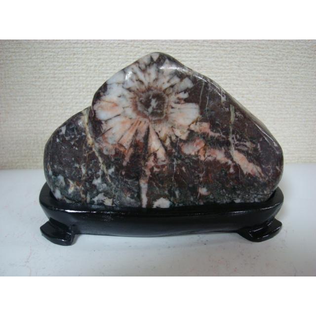 菊花石　根尾谷　鑑賞石 菊花石 岐阜県根尾谷産6.4kg 鑑賞石 観賞石 水石 盆石 置物