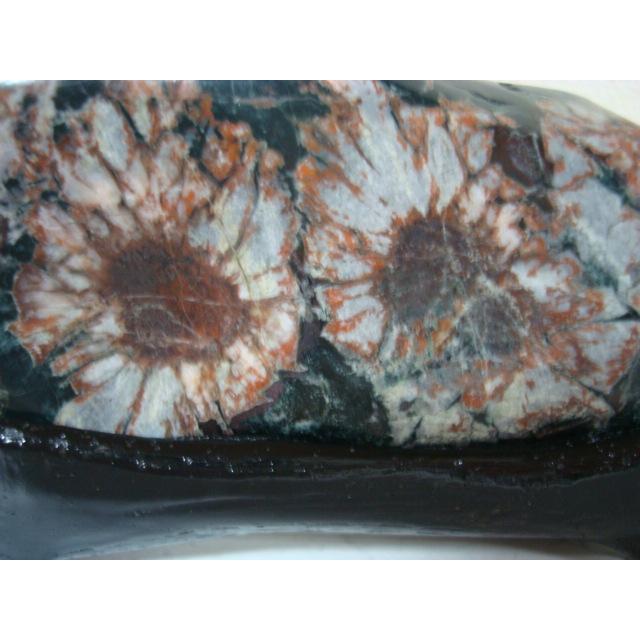 根尾谷産菊花石91 : 白山紋石庵 - 通販 - Yahoo!ショッピング