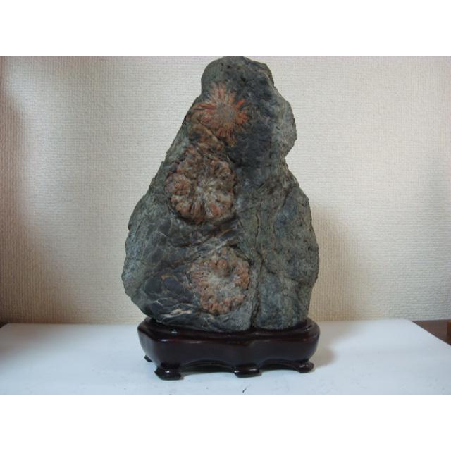 根尾谷産菊花石92 : 白山紋石庵 - 通販 - Yahoo!ショッピング