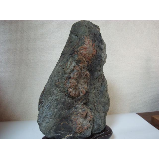 菊花石　花紋石　根尾谷 岐阜県根尾谷産 菊花石 置石 2.6kg｜国産 原石 通販のキラリ石