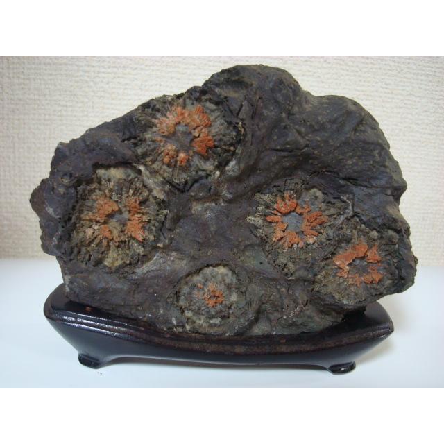 菊花石 岐阜県根尾谷産4.4㌔ 鑑賞石 観賞石 水石 盆石 天然石 置物 