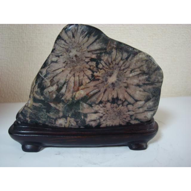 根尾谷産菊花石111 : 白山紋石庵 - 通販 - Yahoo!ショッピング