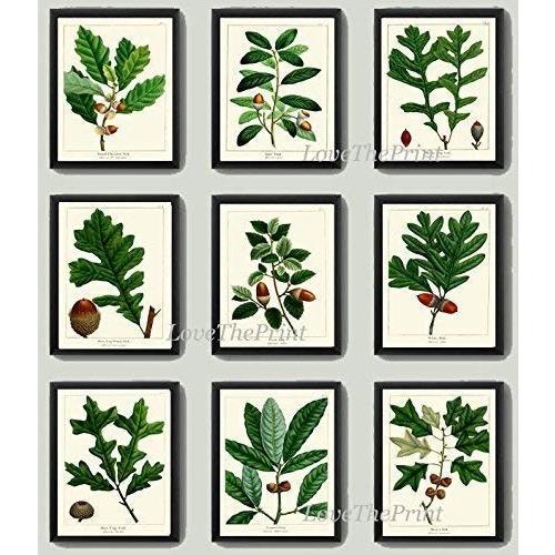 Botanical Print Set of 9 Antique Beautiful Redoute Acorn Tree Branch G
