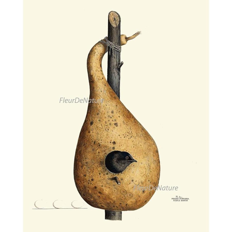 Bird Nest Egg Botanical Set of 9 Prints Unframed Antique Beautiful Tre