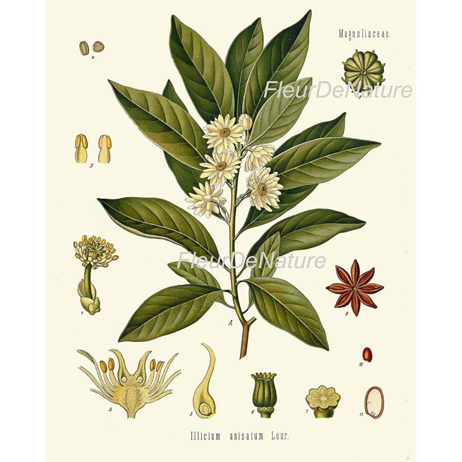 Herbs and Spices Print Set of 9 Antique Beautiful Botanical Italian Ol