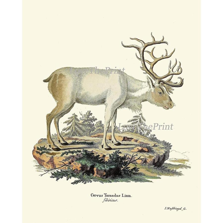 Deer Art Print SET of 9 Beautiful Antique Deer White Raindeer Antlers : Spesdke Forest Beautiful Deer Canvas Wall Art - Fine