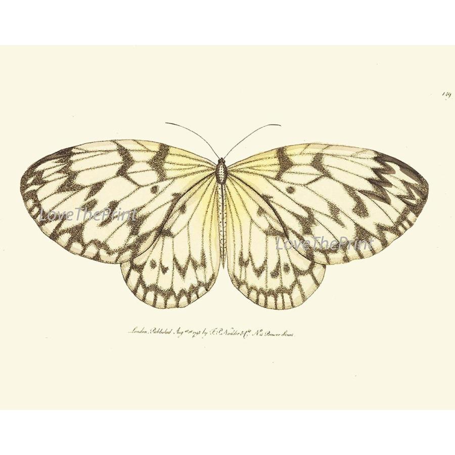 Butterfly Print Set of 9 Prints Antique Art Beautiful Colored Colorful Butterfly Art Prints Set of 9 5x7 Unframed - Etsy