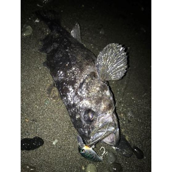 月虫66 激沈 |  | 20