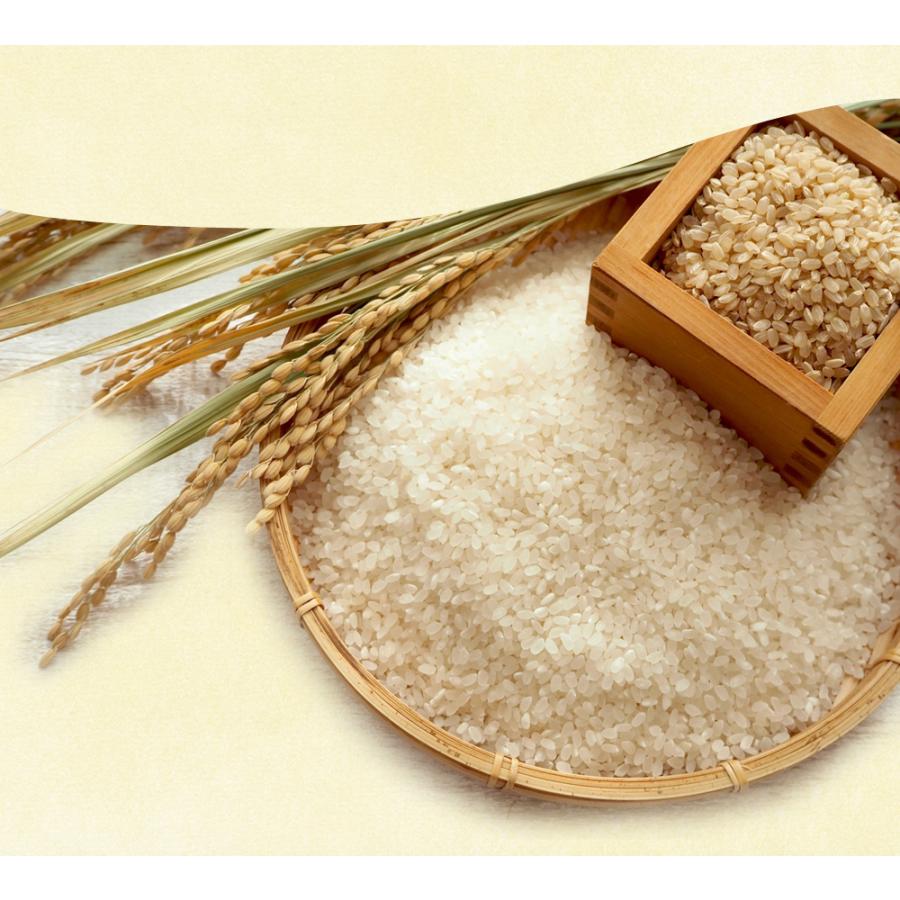 茨城県産 コシヒカリ 20kg(5kg×4袋) 送料無料 令和7年産 米 お米