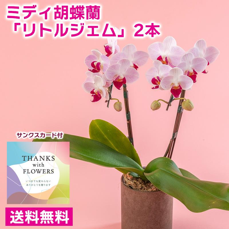 ミディ胡蝶蘭「リトルジェム」2本立ち 送料無料 胡蝶蘭 鉢植え 鉢物