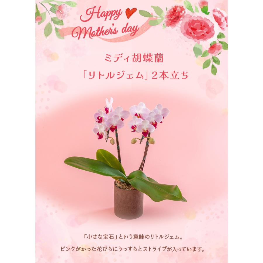 ミディ胡蝶蘭「リトルジェム」2本立ち 送料無料 胡蝶蘭 鉢植え 鉢物