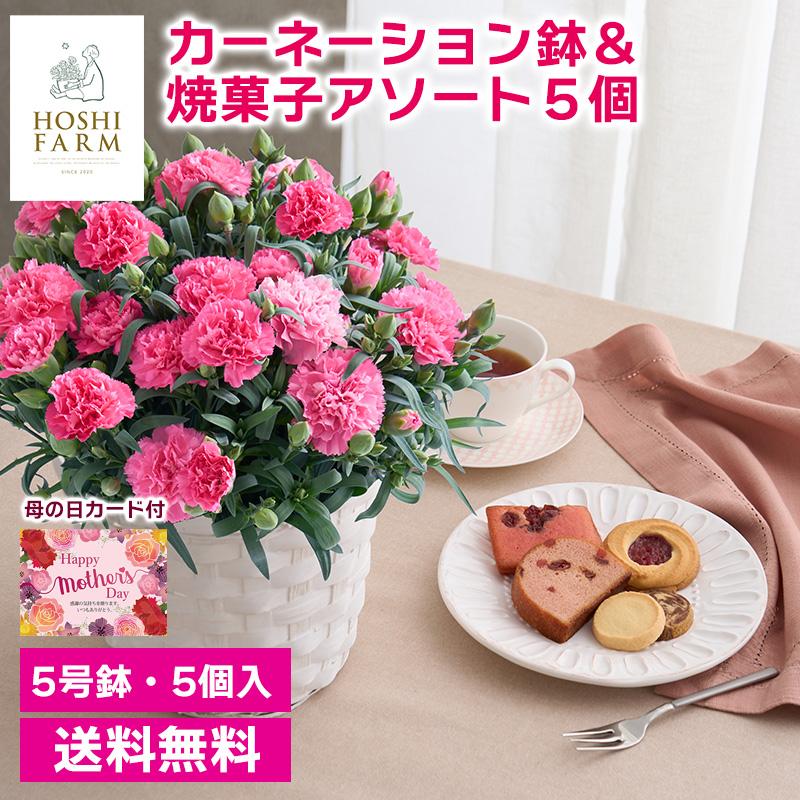 ホシファーム カーネーション鉢＆焼菓子アソート5個 送料無料 焼き