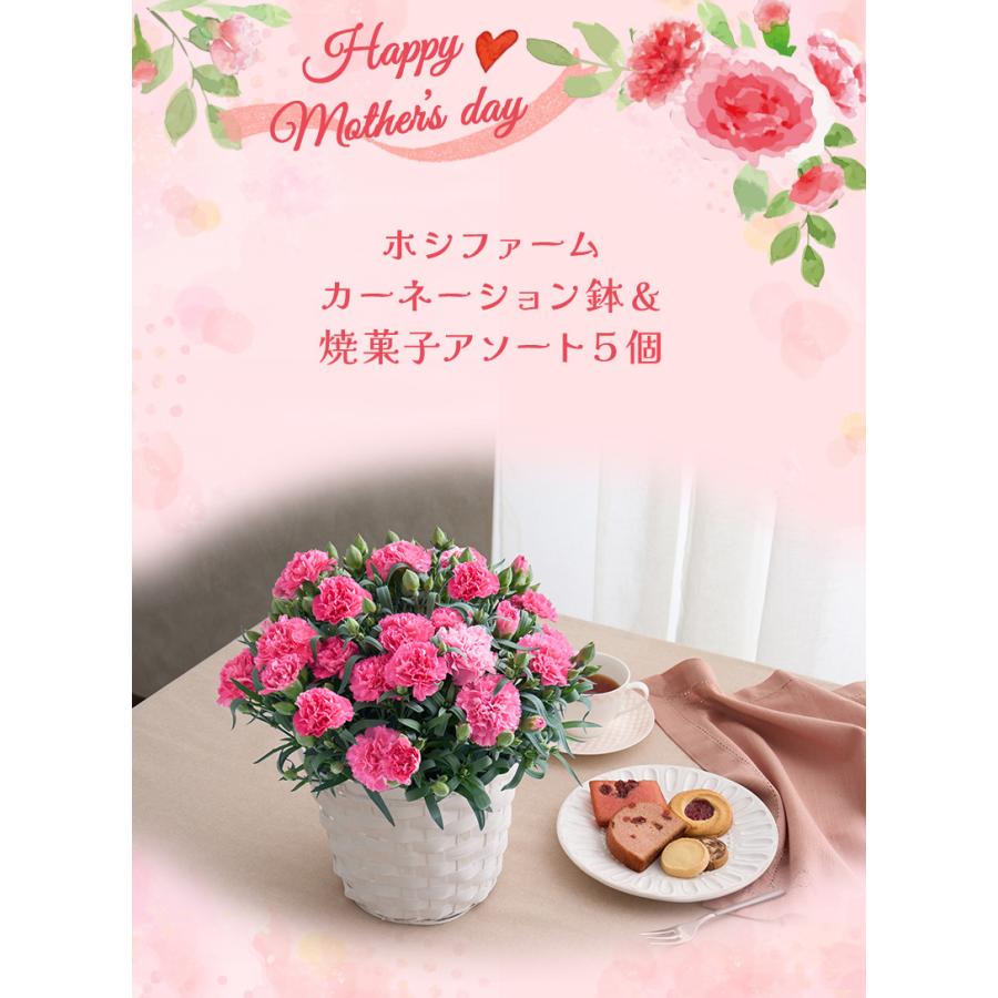 ホシファーム カーネーション鉢＆焼菓子アソート5個 送料無料 焼き