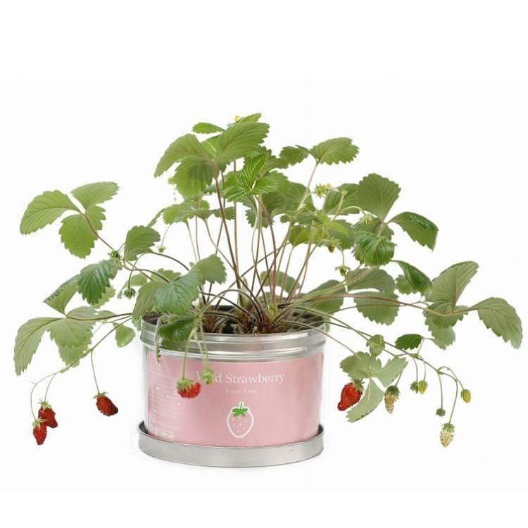 室内栽培用グロウボックス+植物育成用照明+ホームハイポニカ セット その他