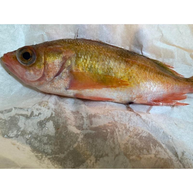 ホワイトパーチ 魚を包む白の紙 保鮮紙 ミートペーパー 耐湿紙 熟成 津本式 血抜き 8切り381×254ｍｍ 1000枚 |  | 03