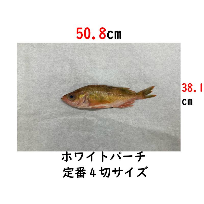 ホワイトパーチ 魚を包む白の紙 保鮮紙 ミートペーパー 耐湿紙 熟成 津本式 血抜き ４切り508×381ｍｍ 2000枚 | 