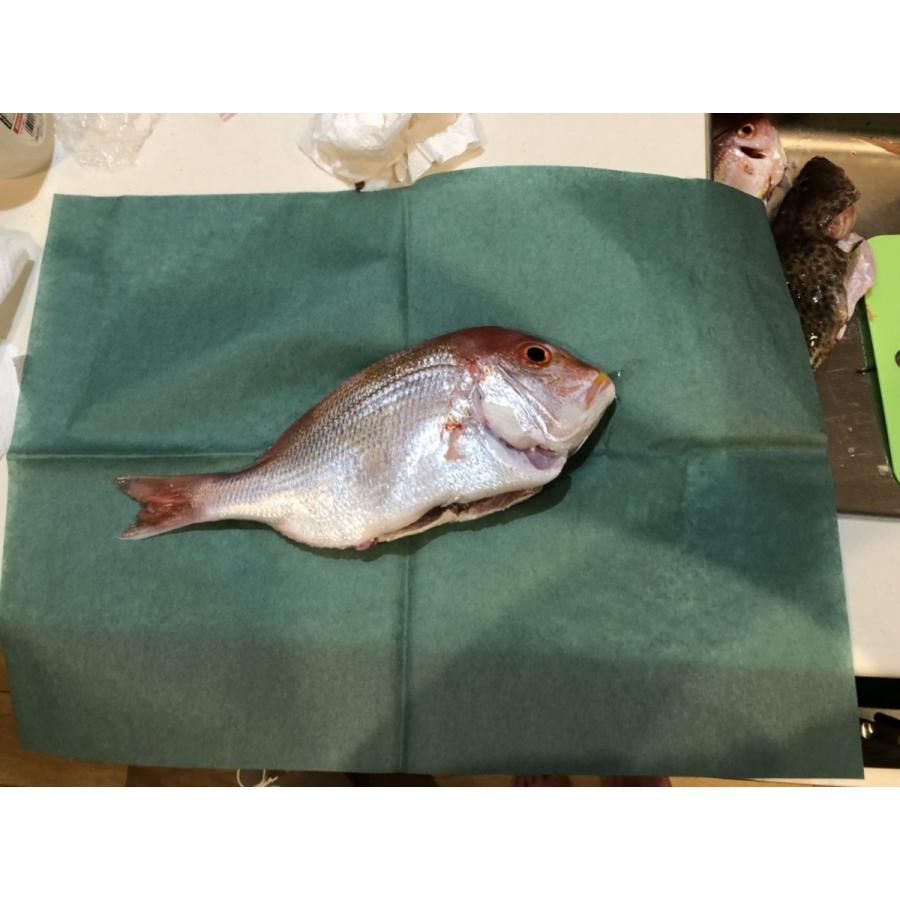 おさかなパックン　グリーンパーチ ロール 50m 耐湿紙 熟成 耐水紙　 |  | 01