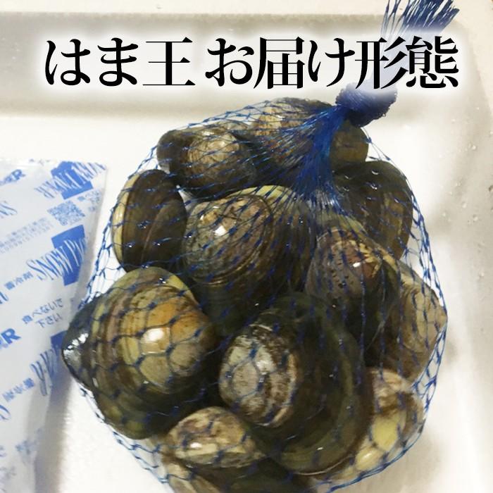 蓄養はまぐり はま王 3年もの (500g) はまぐり屋 活はまぐり 国産
