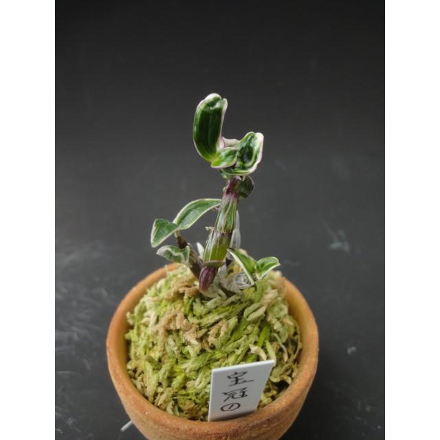 長生蘭 宝冠１ ほうかん 送料無料 花 富貴蘭 石斛花物 長生蘭