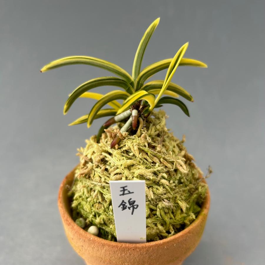 富貴蘭】 玉錦(たまにしき)/ 花 古典植物 フウラン : ヨネヤマ 富貴蘭】 玉錦(たまにしき)/ 花 古典植物 フウラン : ヨネヤマ