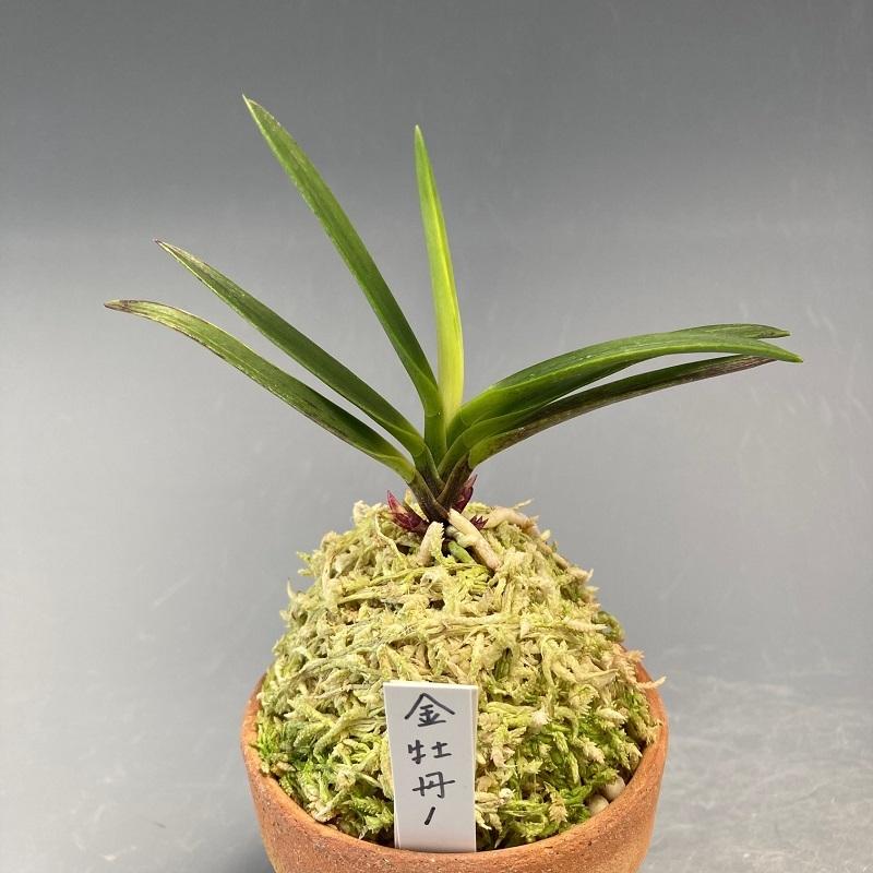 富貴蘭】 金牡丹1(きんぼたん)/ 花 山野草 盆栽 苔玉 古典植物 フウラン 富貴蘭】 金牡丹1(きんぼたん)/ 花 山野草 盆栽 苔玉 古典植物 フウラン