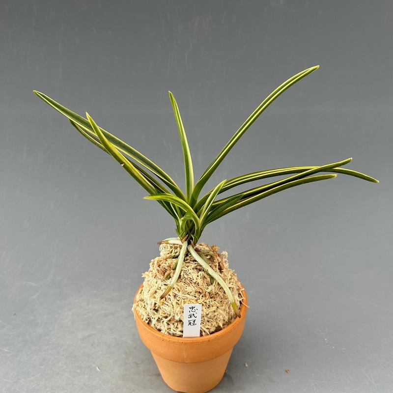 富貴蘭・忠武冠