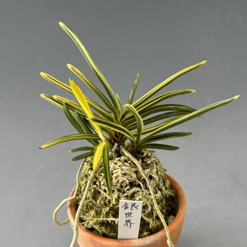 富貴蘭】 銀世界（ぎんせかい）/ 花 古典植物 フウラン : ヨネヤマ