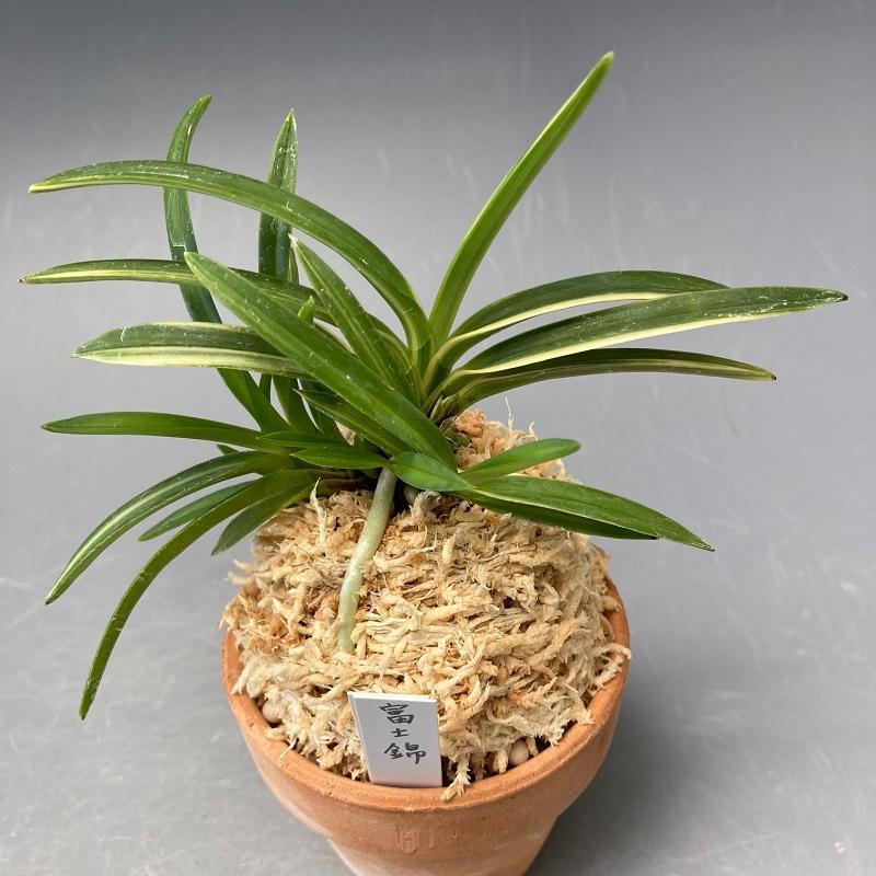富貴蘭 富士錦 ふじにしき 花 古典植物 フウラン Fakfakkab Go Id