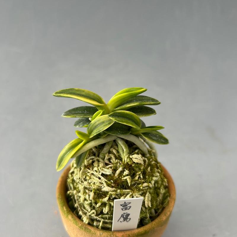 富貴蘭 富鷹１ ふよう 花 山野草 古典植物 富貴蘭 フウラン 送料