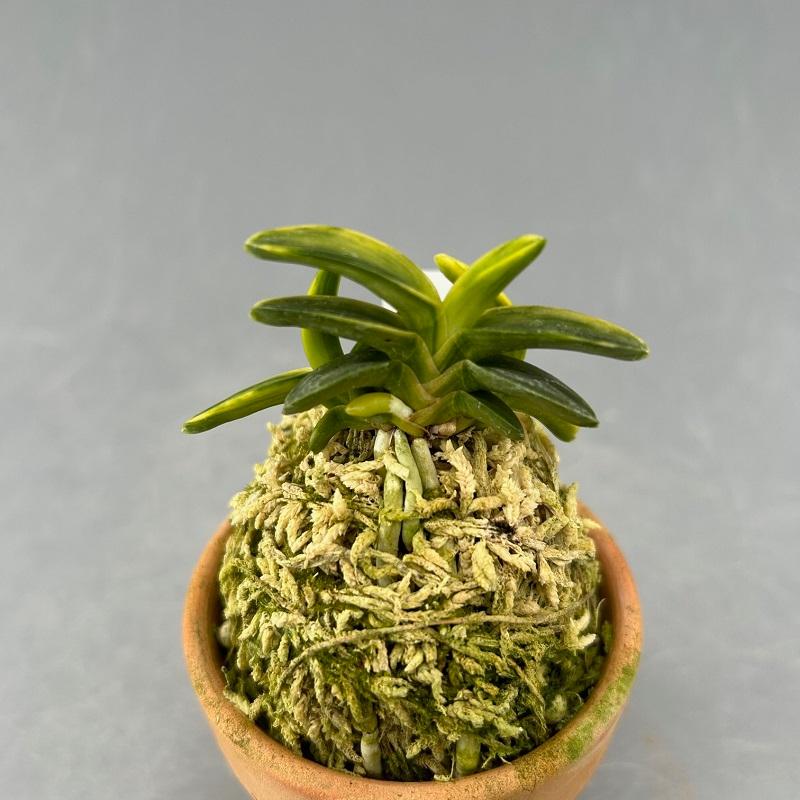 富貴蘭】 富鷹（ふよう）/ 花 古典植物 フウラン 送料無料 : ヨネヤマ 
