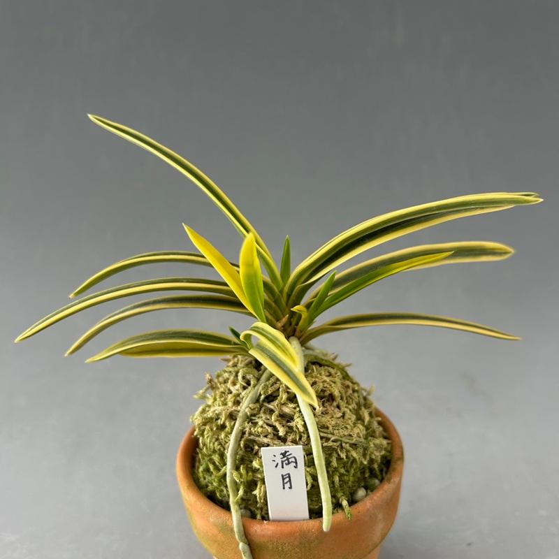 富貴蘭　風蘭　満月 富貴蘭】 満月（まんげつ）/ 花 古典植物 フウラン : ヨネヤマ - 通販