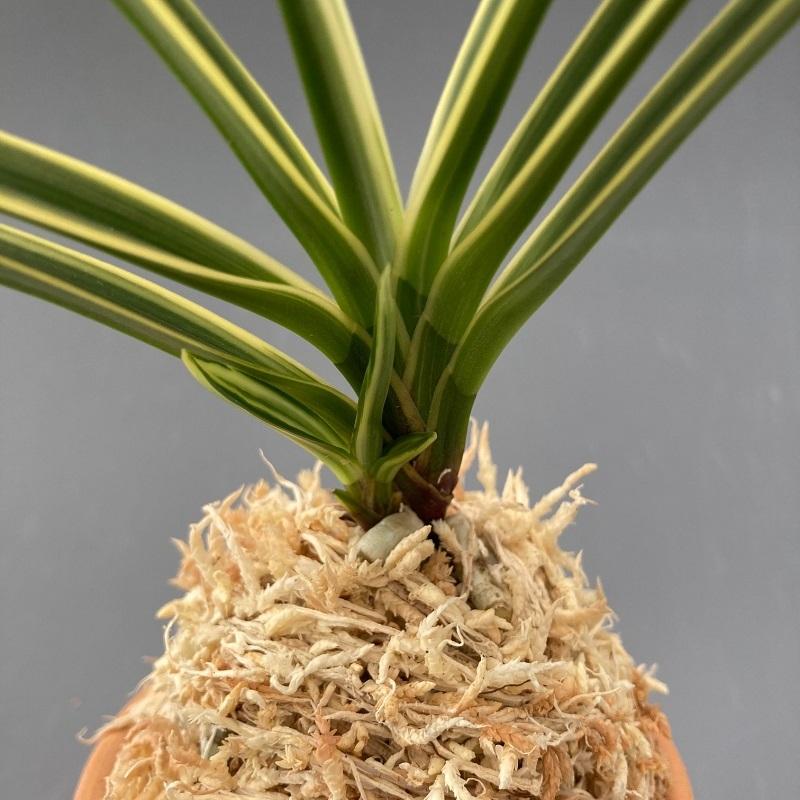 富貴蘭・忠武冠