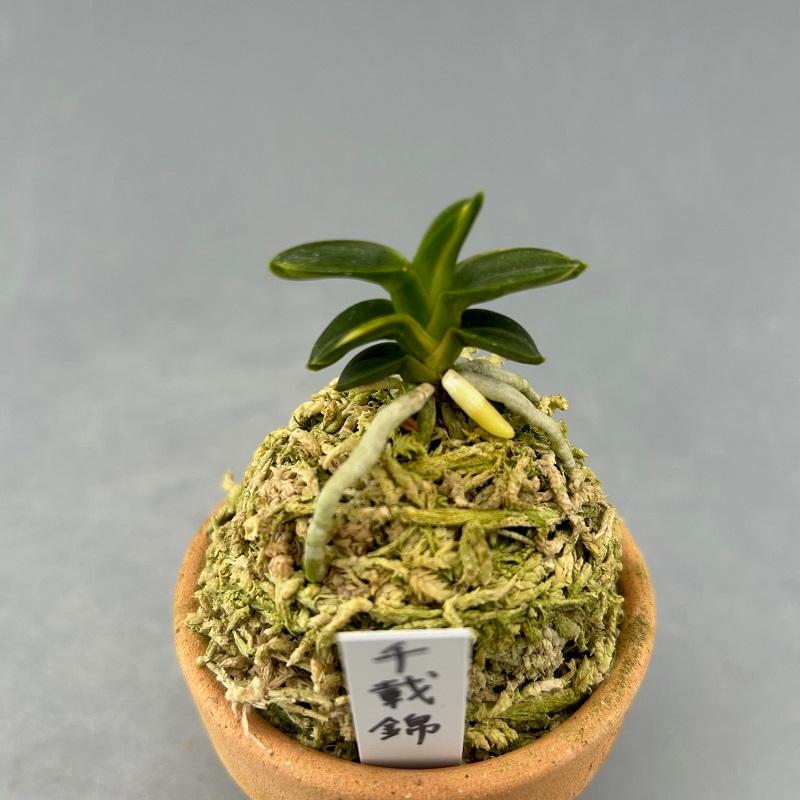 富貴蘭】 千載錦(せんざいにしき)/ 花 古典植物 フウラン 富貴蘭】 千載錦(せんざいにしき)/ 花 古典植物 フウラン