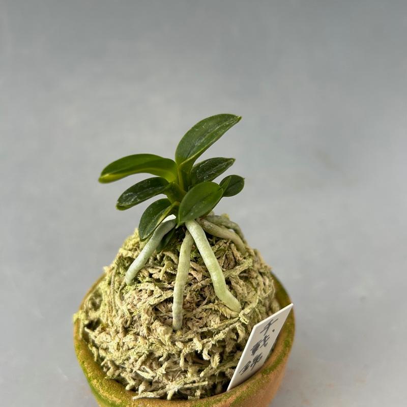 富貴蘭】 千載錦（せんざいにしき）/ 花 古典植物 フウラン