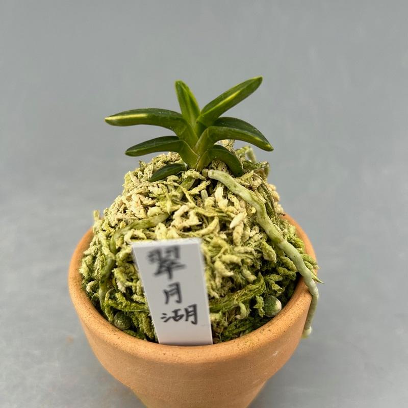 富貴蘭】 翠月湖（すいげつこ）/ 花 古典植物 フウラン : ヨネヤマ 
